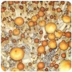 Псилоцибиновые (галлюциногенные)  грибы Psilocybin "Golden Teacher" в Новокузнецке